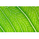 Concentré de Chlorophylle (5x) 500 mL - Land Art Land Art