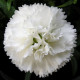 Congratulations - Mano Verde - Dianthus