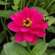 Thanks! - Mano Verde - Zinnias