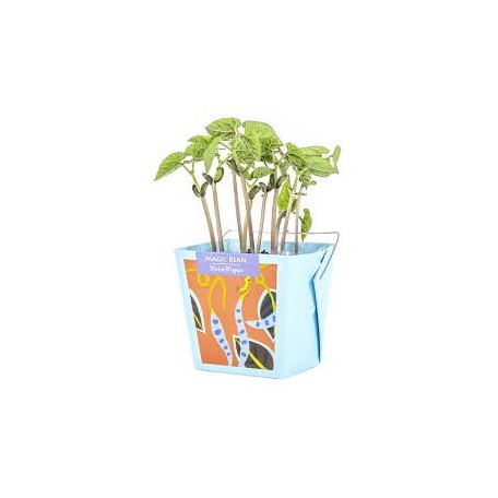 Magic Bean - Mano Verde - Wonderful Box Growing