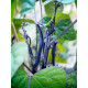 Magic Bean - Mano Verde - Purple Beans