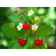 Alpine Strawberry - Mano Verde - Fraise