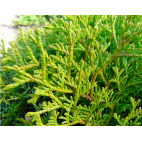 Adrena - ZAYAT AROMA