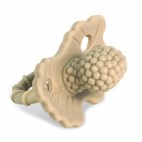 Teether Raz Berry