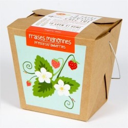 Alpine Strawberry - Mano Verde - Box