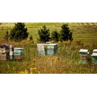 Raw Wildflower Honey 500g - Miels D'Anicet