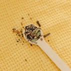 Organic Pumpkin Spice Tea - Bush Berry